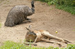 Kangaroo and emu