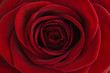 Red rose close-up