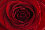 Fototapeta Miasto - Red rose close-up