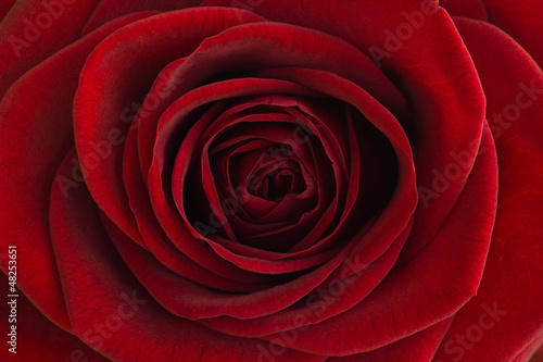 Naklejka dekoracyjna Red rose close-up