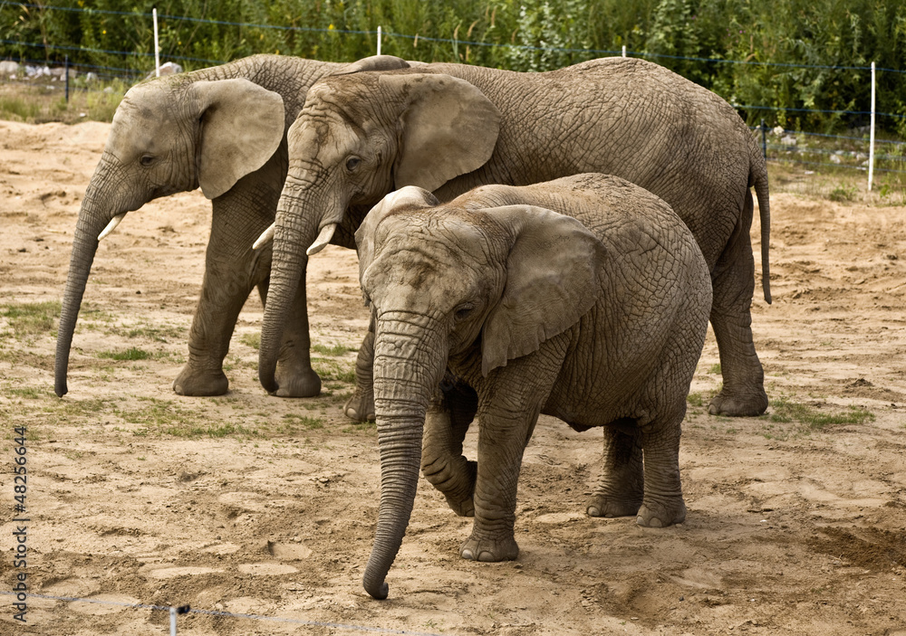 elephants (Loxodonta africana) - obrazy, fototapety, plakaty 