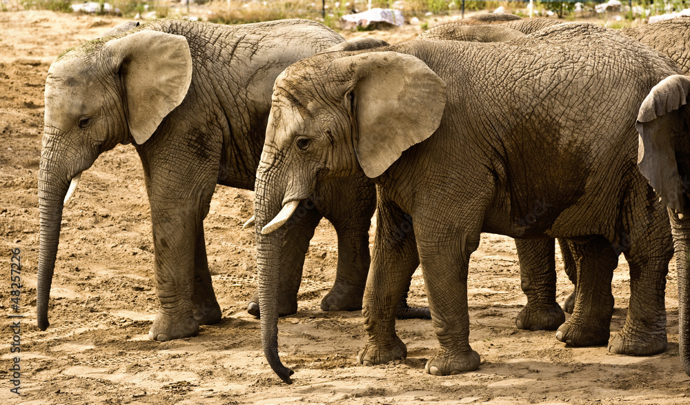 elephants (Loxodonta africana) - obrazy, fototapety, plakaty 