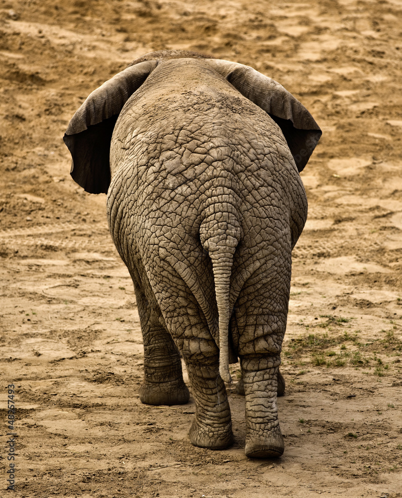elephant (Loxodonta africana) - obrazy, fototapety, plakaty 