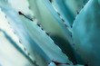Sharp pointed agave plant leaves bunched together.