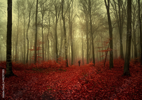 Nowoczesny obraz na płótnie Autumnal foggy forest