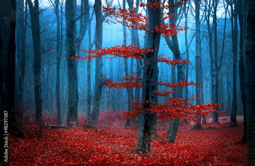 Autumnal foggy forest