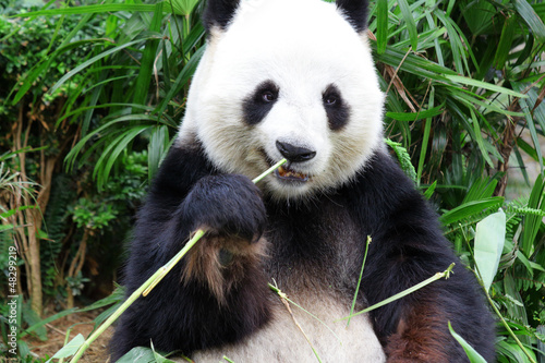 Board z aluminiowym obramowaniem Panda jeść