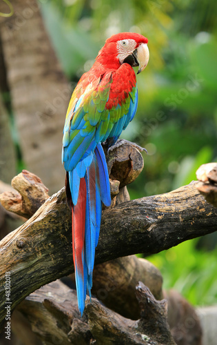 beautiful macaw