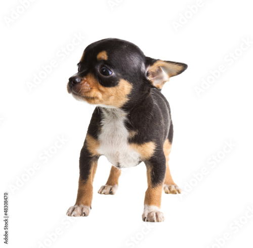 Short Haired Chihuahua Puppy In Front Of A White Background Buy