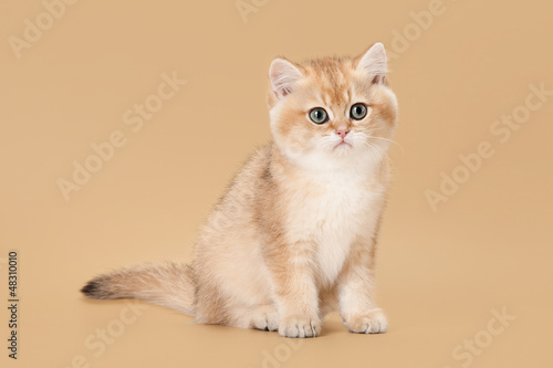 Golden Brown Light Brown Cats Toxoplasmosis