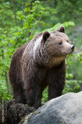 Board z aluminiowym obramowaniem Niedźwiedź brunatny (łac. ursus arctos)