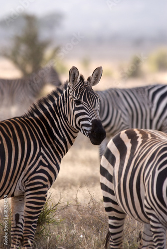 Plakat na papierze fotorealistycznym Zebry, tsavo jest