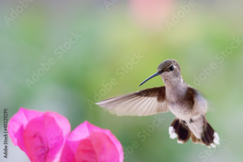 Fotoboard na płycie Himmingbird