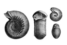 Prehistory : 2 Ammonits  (Jurassic)
