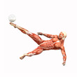 Fussballspieler Fallrückzieher Muskel Anatomie