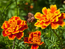 Marigold Flower Background