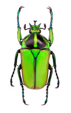Male Of Neptunides Polychrous Flower Beetle - Tanzania