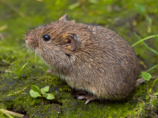 Wall Mural - Field vole (Microtus agrestis)