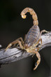 buthus scorpion (scorpio occitanus)