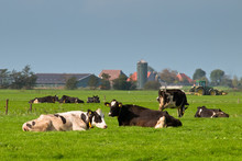 Cows Are Resting With Farm And Tractor In Backdrop