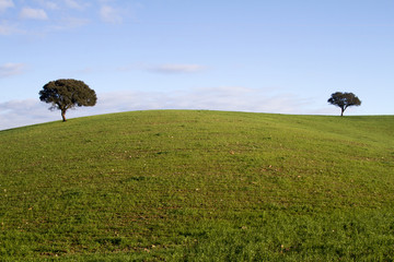 empty green hills with very few scattered trees