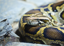 Close-up Photo Of Burmese Python