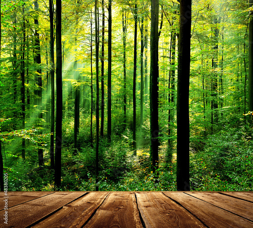 widok-na-swiezy-zielony-las-z-promieniami-slonca-i-drewniana-podloga