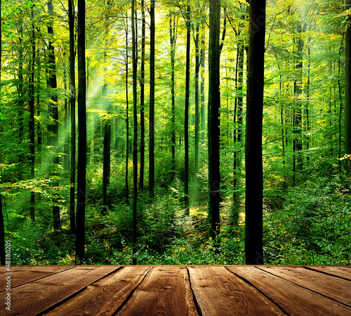 Fototapeta dla dzieci Fresh green forest with sunbeams and wooden floor