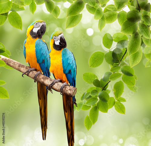 ara-papuga-na-drzewie