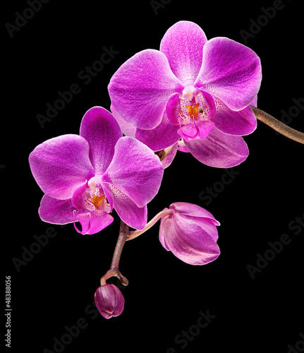 Board z aluminiowym obramowaniem Różowa orchidea