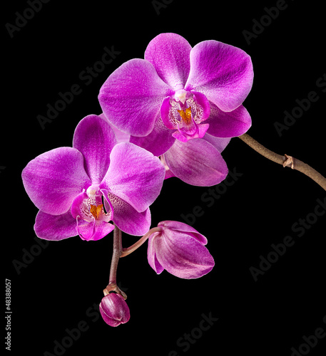 Board z aluminiowym obramowaniem Różowa orchidea