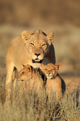 Wall Mural - lioness with cubs