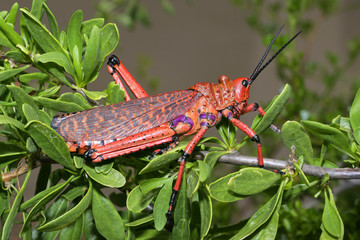 Canvas Print - Pyrgomorphid grasshopper