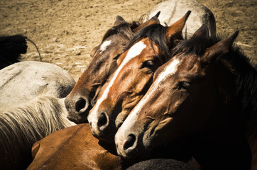 Fotoroleta hiszpania zwierzę europa natura koń