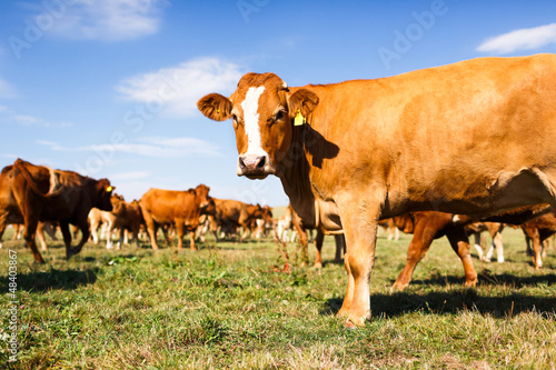 Foto-Kissen - Cows grazing on a lovely green pasture (von lightpoet)