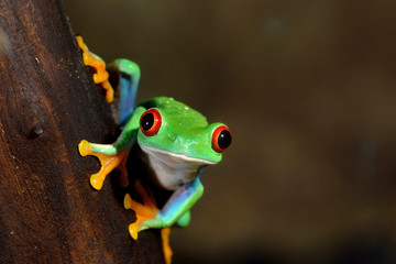 Fototapete - red-eye frog  Agalychnis callidryas in terrarium