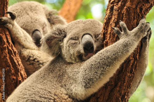 Dekoracja na wymiar  spiace-koale