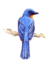 Tickell's Blue Flycatcher