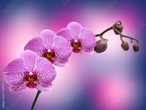 Board z aluminiowym obramowaniem Bliska kwiat orchidei