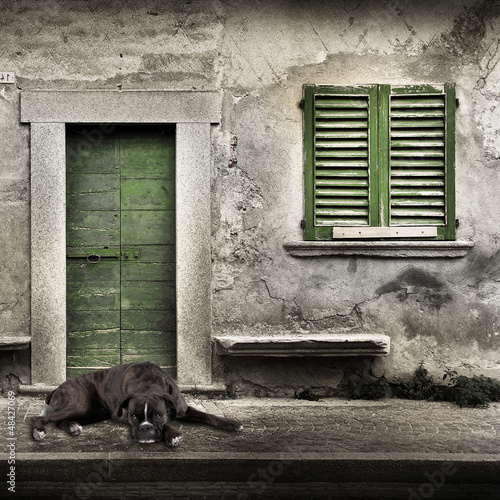 Fototapeta na wymiar boxer solo sulla porta