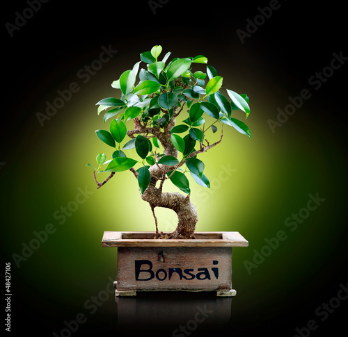Board z aluminiowym obramowaniem Bonsai na białym tle na czarnym tle