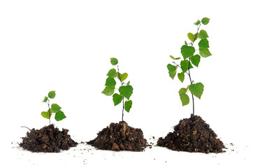 Saplings on white background