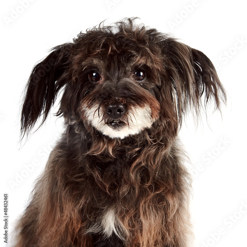 Foto Portrait eines kleinen zottigen Mischlings