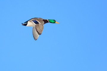 Poster - Anas platyrhynchos, Mallard.