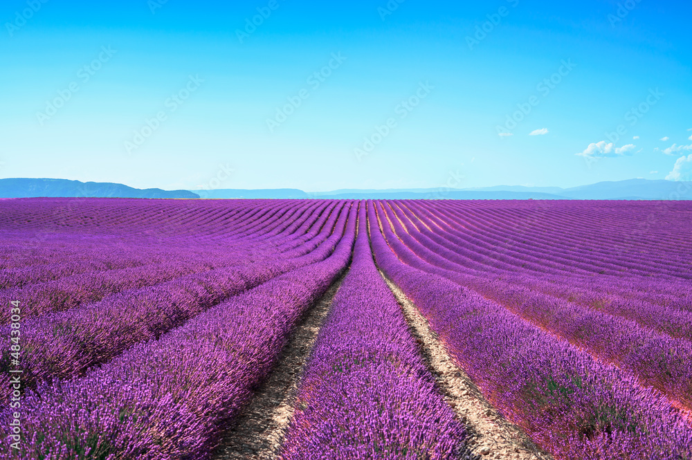 Lavender flower blooming fields on sunset. Valensole provence - obrazy, fototapety, plakaty 