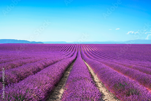 Fototapeta na wymiar Lavender flower blooming fields on sunset. Valensole provence