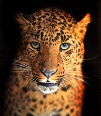 Wall Mural - leopard