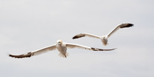 Gannets In Flight