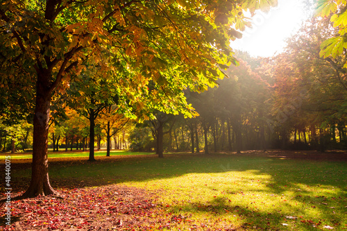 Obraz w ramie park herbststimmung