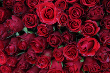 Wet Red Roses
